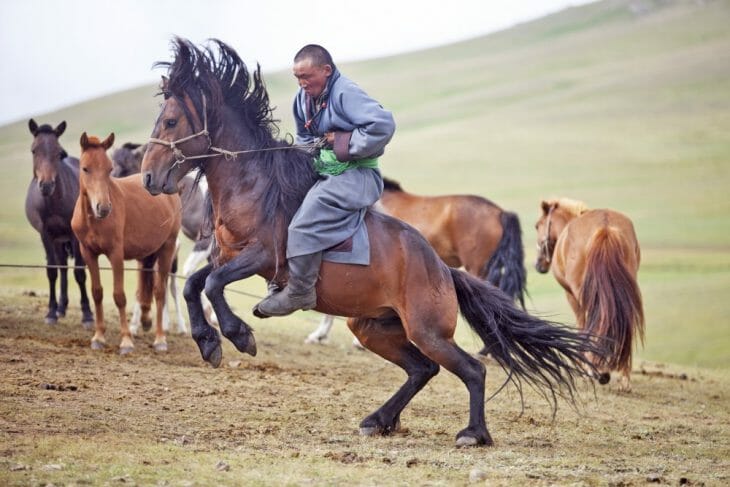 Horse Mongolia Motonomad
