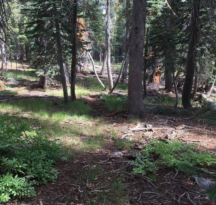 In addition to rock climbing, Donner ski resort provides for tight single track through the woods.