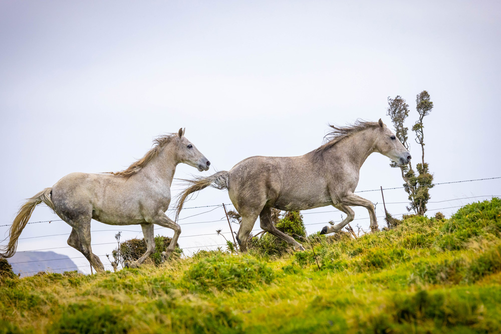 New Zealand Adventure ride - horses
